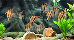 Fish Aquarium Rentals
